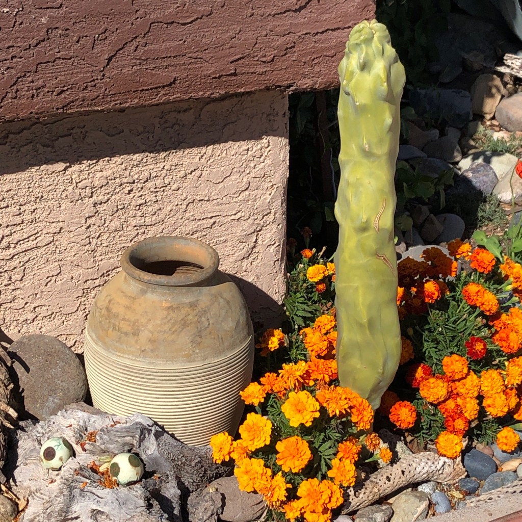 Marigolds-spineless-cactus
