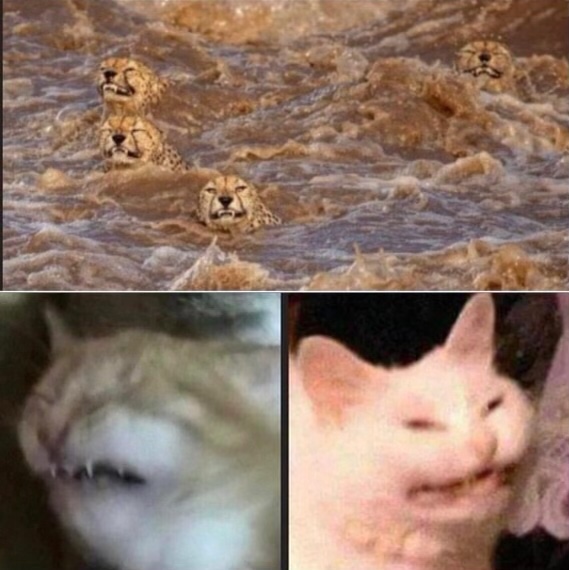 Cat face meme